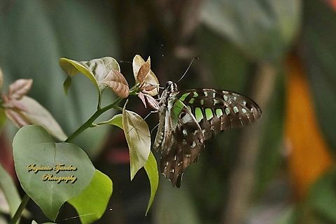 Tailed Jay Butterfly, Graphium agamemnon  Geotagged,Graphium agamemnon,Indonesia,Spring,Tailed Jay