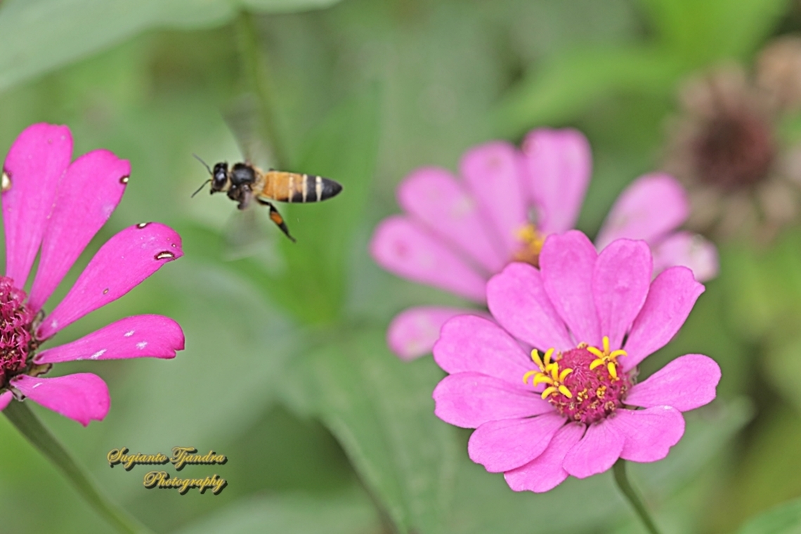Black giant honey bee, Apis dorsata "flying over Zinnia flowers"  Apis dorsata,Geotagged,Giant honey bee,Indonesia,Spring
