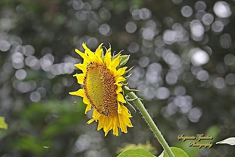 Common Sunflower, Helianthus annuus  Geotagged,Helianthus annuus,Indonesia,Spring