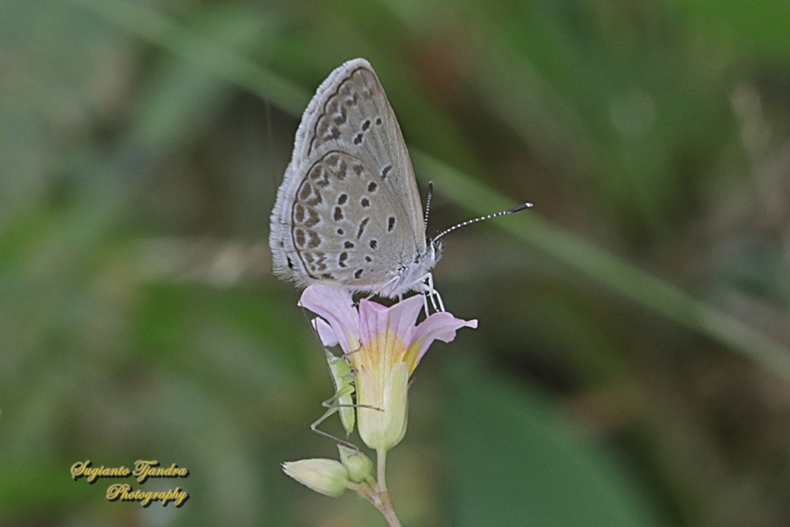 Lesser Grass Blue, Zizina otis annetta  Geotagged,Indonesia,Lesser grass blue,Spring,Zizina otis
