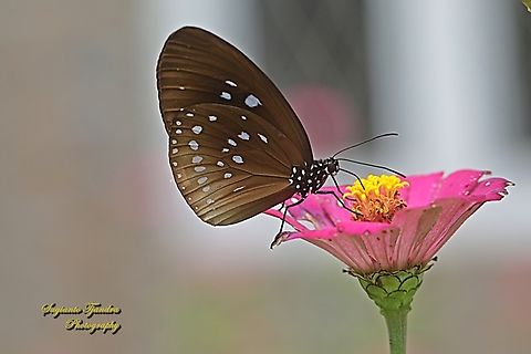 Climena Crow Butterfly, Euploea climena ssp sepulehralis "sucking nectar on the Zinnia flower"  Euploea climena,Geotagged,Indonesia,Spring