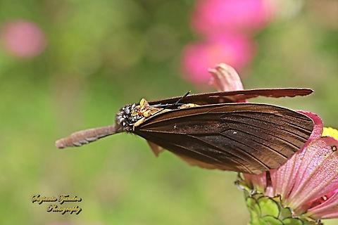 Bad luck befell the butterfly Euploea climena ssp sepulehralis momentarily devoured by a flower mantis  Euploea climena,Geotagged,Indonesia,Spring