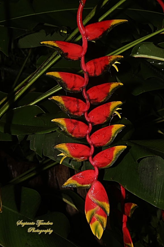 Hanging lobster claw flower, Heliconia rostrata  Geotagged,Heliconia rostrata,Indonesia,Lobster Claw,Spring