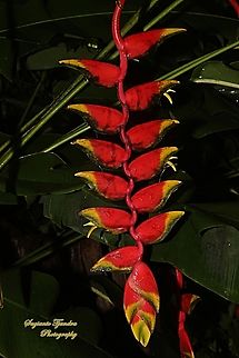 Hanging lobster claw flower, Heliconia rostrata  Geotagged,Heliconia rostrata,Indonesia,Lobster Claw,Spring