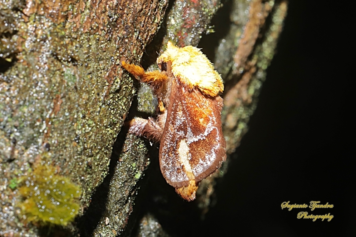 Cup Moth, Miresa sp.  Geotagged,Indonesia,Spring