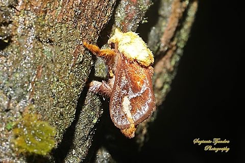Cup Moth, Miresa sp.  Geotagged,Indonesia,Spring