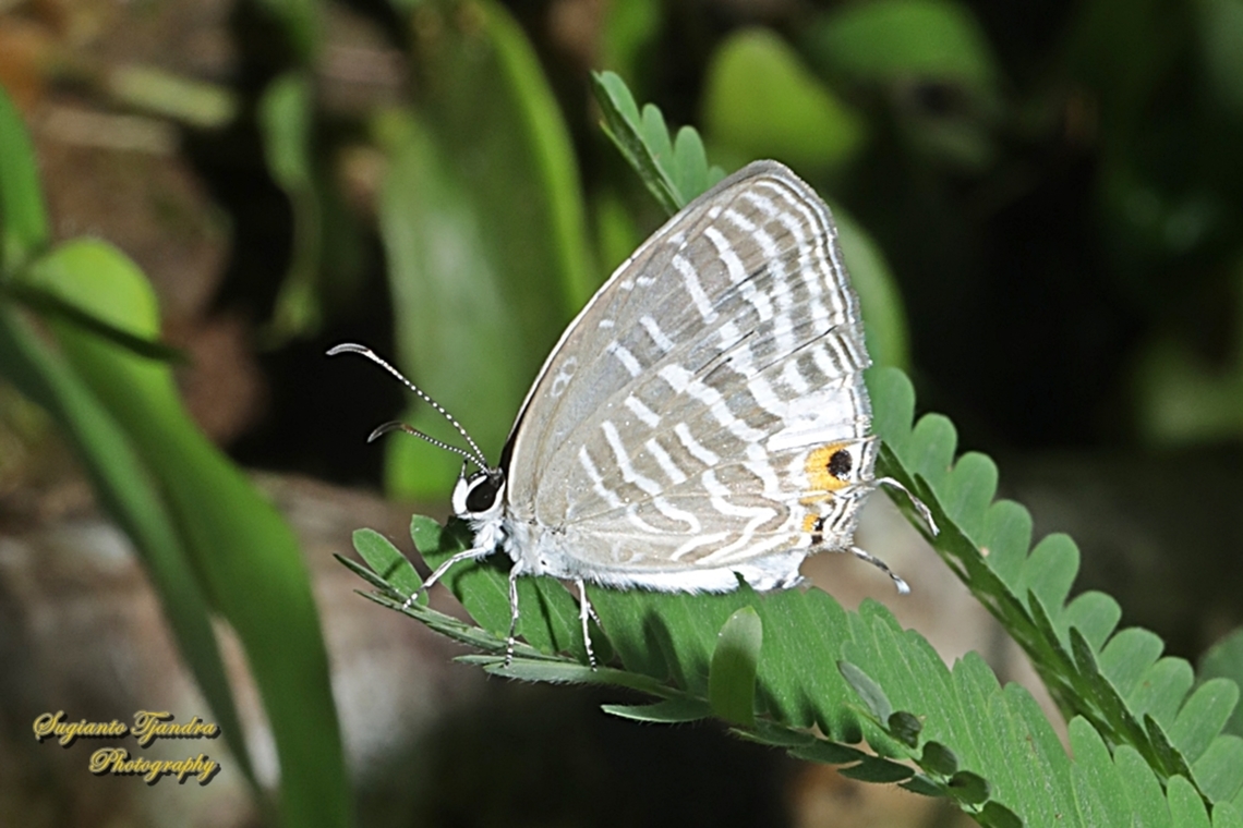 Common cerulean Butterfly, Jamides Celeno ssp ruvana, family Lycaenidae  Common cerulean,Geotagged,Indonesia,Jamides celeno,Spring