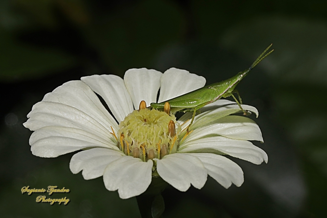 Grasshopper, Atractomorpha crenulata, family Pyrgomorphidae  Atractomorpha  crenulata,Atractomorpha crenulata,Geotagged,Indonesia,Spring