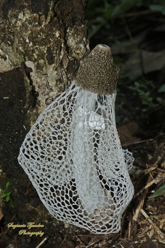 amur Tudung Pengantin (Bamboo mushrooms), Phallus indusiatus, family Phallaceae  Bamboo fungus,Geotagged,Indonesia,Phallus indusiatus,Spring