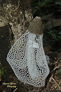 amur Tudung Pengantin (Bamboo mushrooms), Phallus indusiatus, family Phallaceae  Bamboo fungus,Geotagged,Indonesia,Phallus indusiatus,Spring