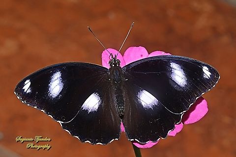 Great eggfly butterfly, Hypolimnas bolina ssp bolina-male "sucking nectar on the Zinnia flower"  Geotagged,Hypolimnas bolina,Indonesia,Spring,Varied Eggfly