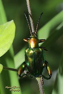 Frog-legged leaf beetle, Sagra femorata  Geotagged,Indonesia,Sagra femorata,Spring