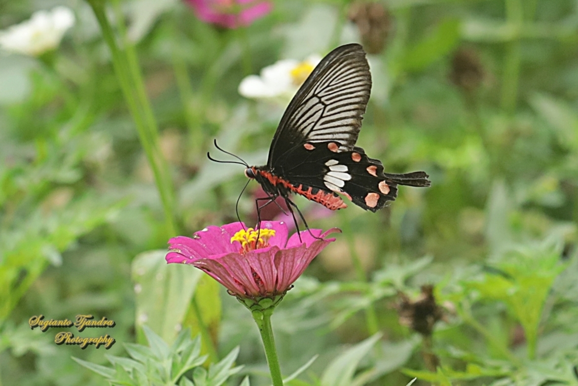 The red-bodied swallowtails butterfly, Pachliopta adamas "sucking nectar on the Zinnia flower"  Geotagged,Indonesia,Pachliopta adamas,Spring