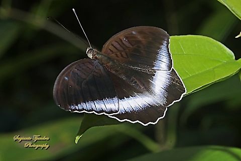 Horsfield's Baron butterfly, Java Tanaecia iapis iapis  Geotagged,Horsfield's Baron,Indonesia,Spring,Tanaecia iapis