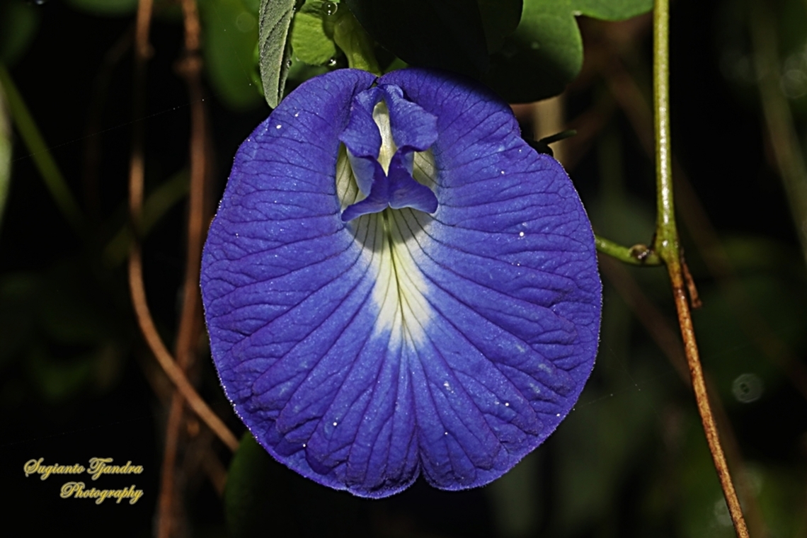 Kembang Telang, Blue Pea flower (Clitoria ternatea)  Butterfly-pea,Clitoria ternatea,Geotagged,Indonesia,Spring