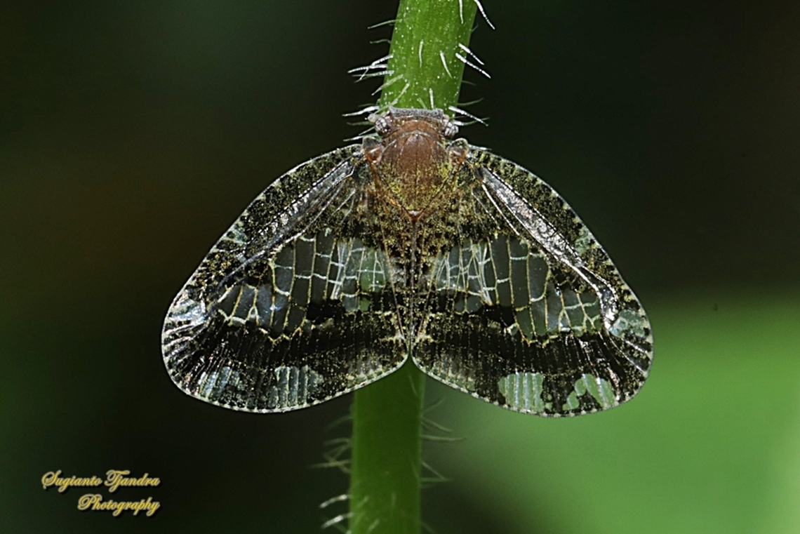 Ricaniid Planthopper, Ricania speculum, family Ricaniidae  Geotagged,Indonesia,Ricania speculum,Ricaniid Planthopper,Spring
