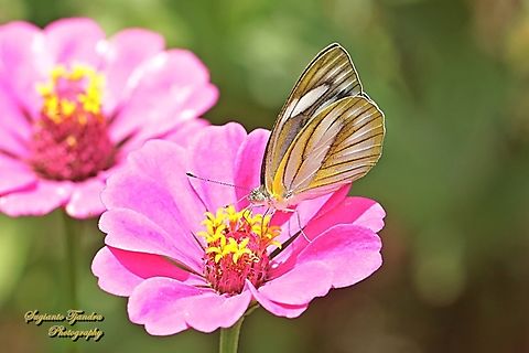 Striped Albatross Butterfly, Appias olferna olferna  Appias olferna,Eastern striped albatross,Geotagged,Indonesia,Spring