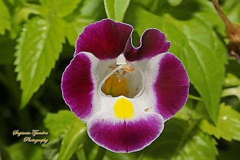 Wishbone flower, Torenia fournieri (Scrophulariaceae)  Bluewings,Geotagged,Indonesia,Spring,Torenia fournieri