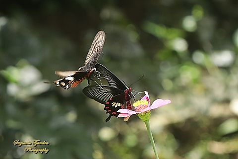 A pair of the red-bodied swallowtails (Lesser Sunda Rose) butterfly, Pachliopta adamas  Geotagged,Indonesia,Pachliopta adamas,Spring