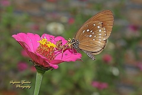 A Jeweled flower mantis nymph (Creobroter gemmatus) preyed a  Climena Crow Butterfly (Euploea climena ssp sepulehralis)  Creobroter gemmatus,Geotagged,Indonesia,Spring