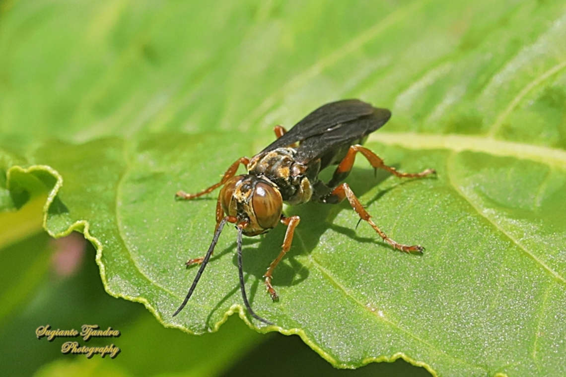 Wasp, Liris Sp.  Geotagged,Indonesia,Spring