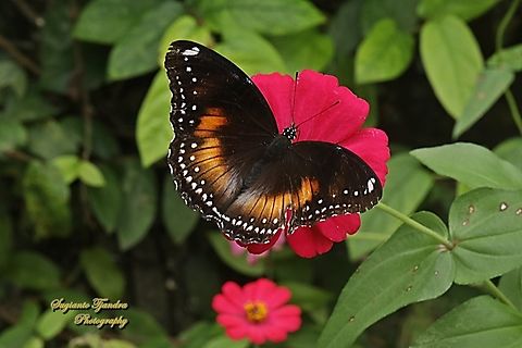 Great eggfly butterfly, Hypolimnas bolina bolina - female  Geotagged,Hypolimnas bolina,Indonesia,Spring,Varied Eggfly