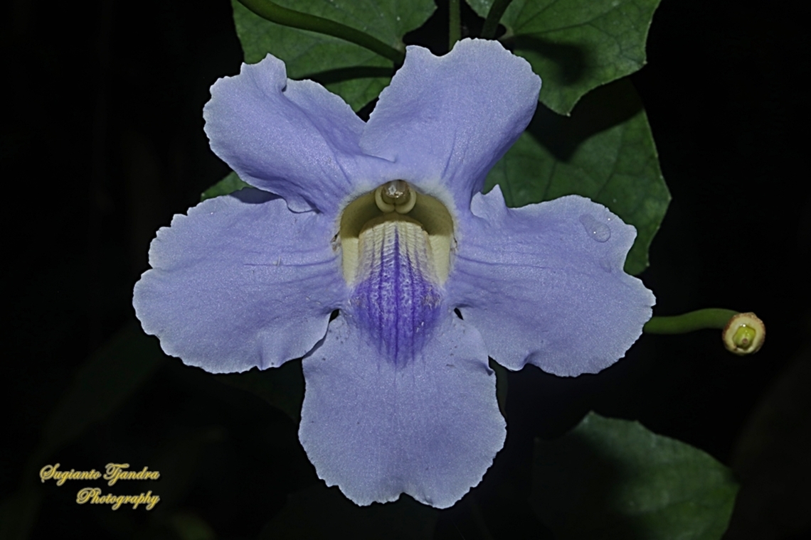 Blue sky flowers, Thunbergia grandiflora  Bengal clockvine,Geotagged,Indonesia,Spring,Thunbergia grandiflora