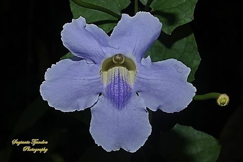 Blue sky flowers, Thunbergia grandiflora  Bengal clockvine,Geotagged,Indonesia,Spring,Thunbergia grandiflora