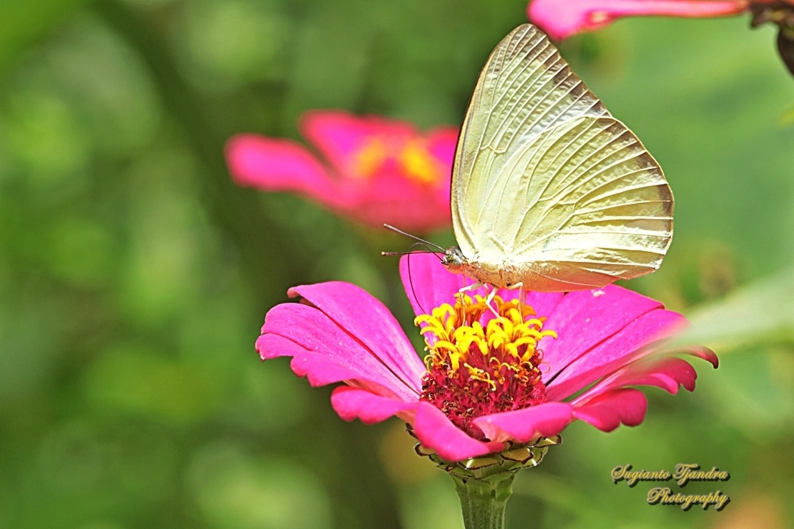 Lemon Emigrant, Catopsilia pomona pomona form-hilaria  Catopsilia pomona,Geotagged,Indonesia,Lemon Emigrant,Spring