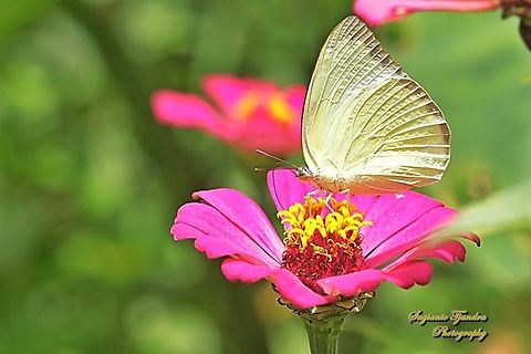 Lemon Emigrant, Catopsilia pomona pomona form-hilaria  Catopsilia pomona,Geotagged,Indonesia,Lemon Emigrant,Spring