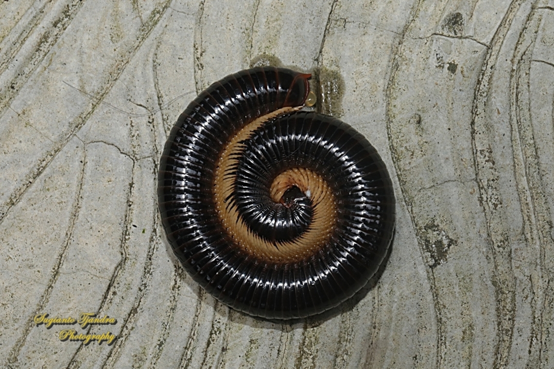 Rusty Millipede, Trigoniulus corallinus, Diplopoda  Geotagged,Indonesia,Spring