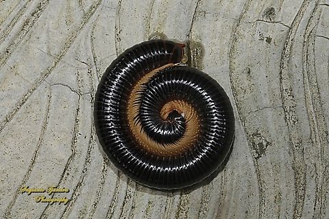 Rusty Millipede, Trigoniulus corallinus, Diplopoda  Geotagged,Indonesia,Spring