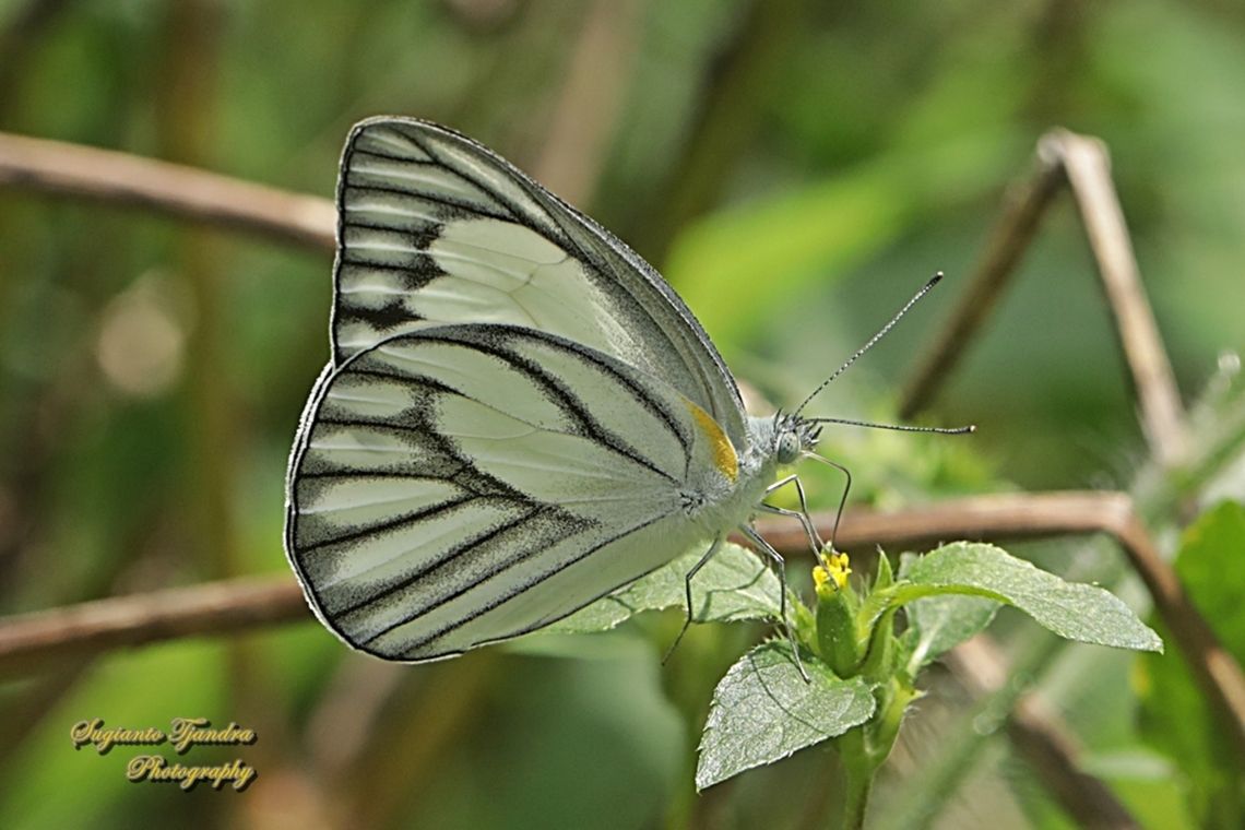 Striped Albatross Butterfly, Appias olferna olferna - male  Appias libythea,Appias olferna,Eastern striped albatross,Geotagged,Indonesia,Spring,Striped albatross
