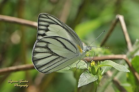 Striped Albatross Butterfly, Appias olferna olferna - male  Appias libythea,Appias olferna,Eastern striped albatross,Geotagged,Indonesia,Spring,Striped albatross