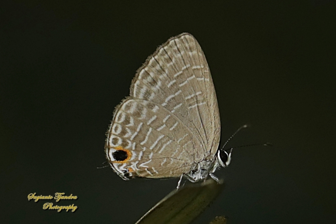 Dark cerulean Butterfly, Jamides bochus ssp nila, family Lycaenidae  Dark cerulean,Geotagged,Indonesia,Jamides bochus,Spring
