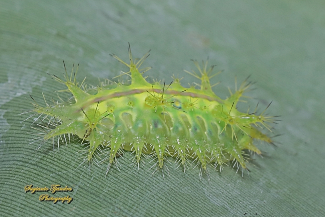 Stinging Nettle Slug Caterpillar (Cup Moth, Thosea sp., Limacodidae)  Geotagged,Indonesia,Spring