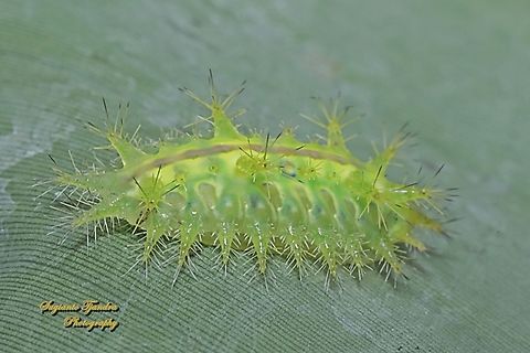 Stinging Nettle Slug Caterpillar (Cup Moth, Thosea sp., Limacodidae)  Geotagged,Indonesia,Spring