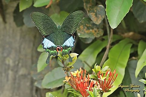The Jungle Jade, Papilio karna karna, family Papilionidae  Geotagged,Indonesia,Jungle Jade Swallowtail,Papilio karna,Spring