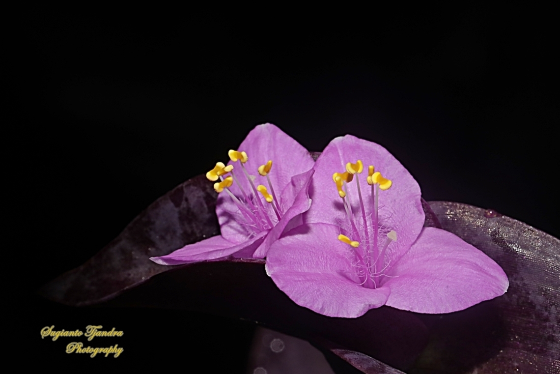 Purple Heart, Tradescantia pallida  Geotagged,Indonesia,Purple Heart,Spring,Tradescantia pallida