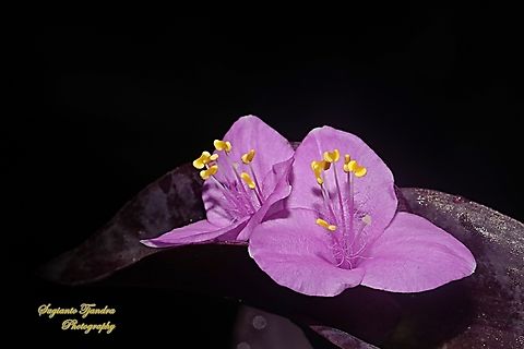 Purple Heart, Tradescantia pallida  Geotagged,Indonesia,Purple Heart,Spring,Tradescantia pallida