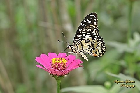 Common Lime butterfly, Papilio demoleus "sucking nectar on the Zinnia flower"  Geotagged,Indonesia,Lime Swallowtail,Papilio demoleus,Spring