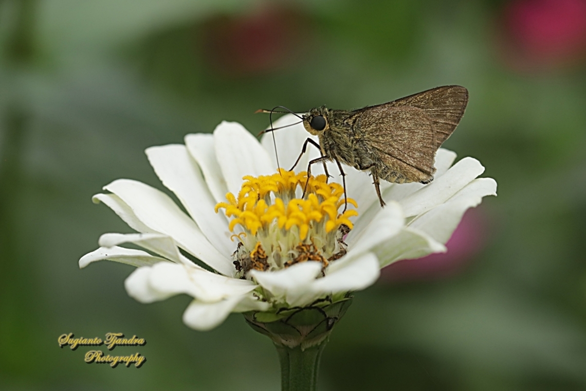 Skipper butterfly, Halpe sikkima (???), family Hesperiidae  Geotagged,Indonesia,Spring