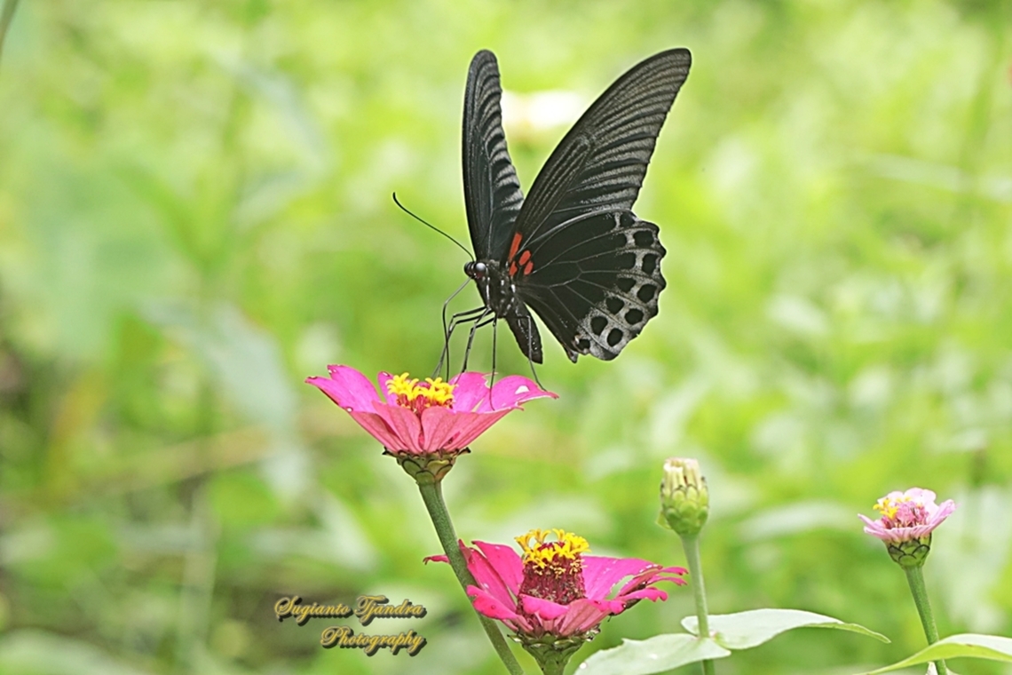 Great Mormon Butterfly, Papilio memnon memnon - male  Geotagged,Great Mormon,Indonesia,Papilio memnon,Spring
