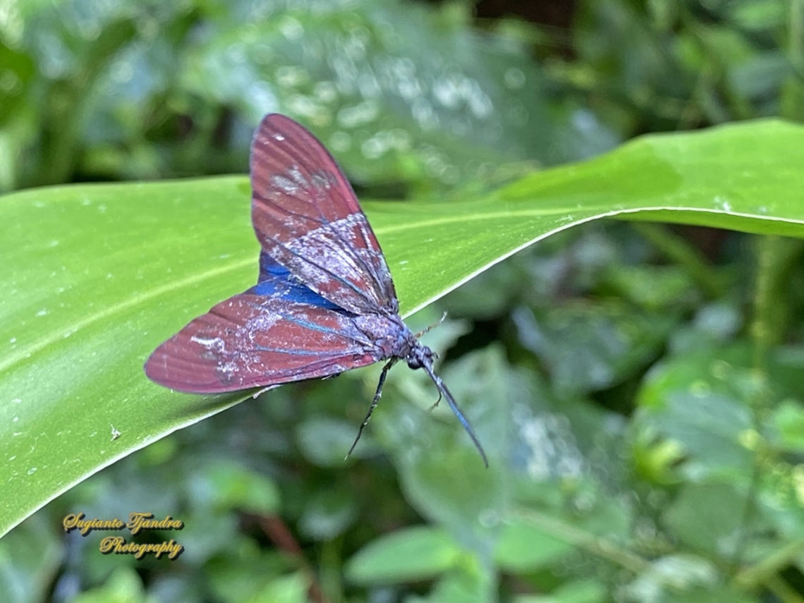 Zygaenid Moth, Cyclosia papilionaris, family Zygaenidae  Geotagged,Indonesia,Spring