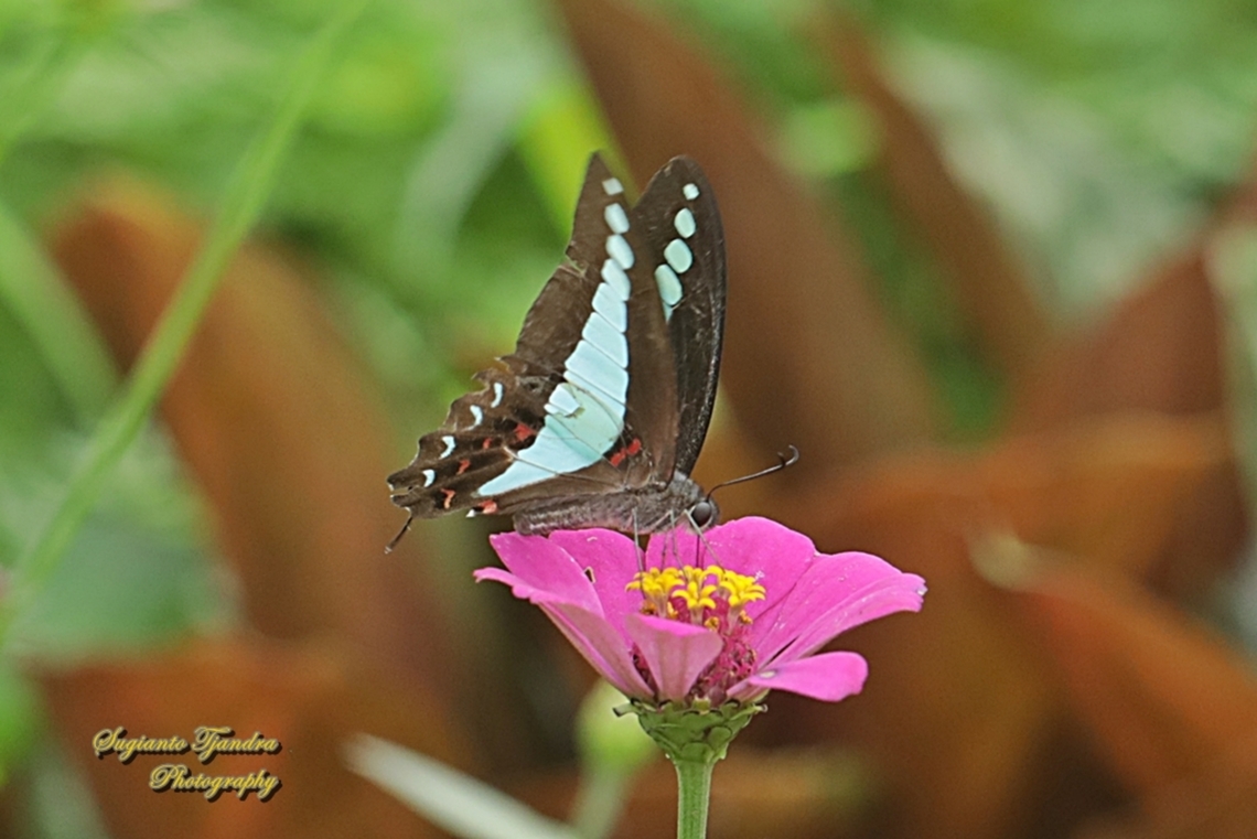 Common Bluebottle , Graphium sarpedon ssp luctatius  Common Bluebottle,Geotagged,Graphium sarpedon,Indonesia,Spring