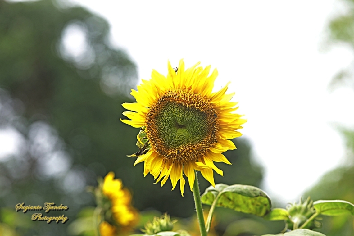 Common Sunflower, Helianthus annuus  Common Sunflower,Geotagged,Helianthus annuus,Indonesia,Spring