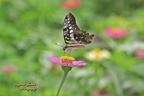 Tailed Jay Butterfly, Graphium agamemnon "sucking nectar on the Zinnia flower"  Geotagged,Graphium agamemnon,Indonesia,Spring,Tailed Jay