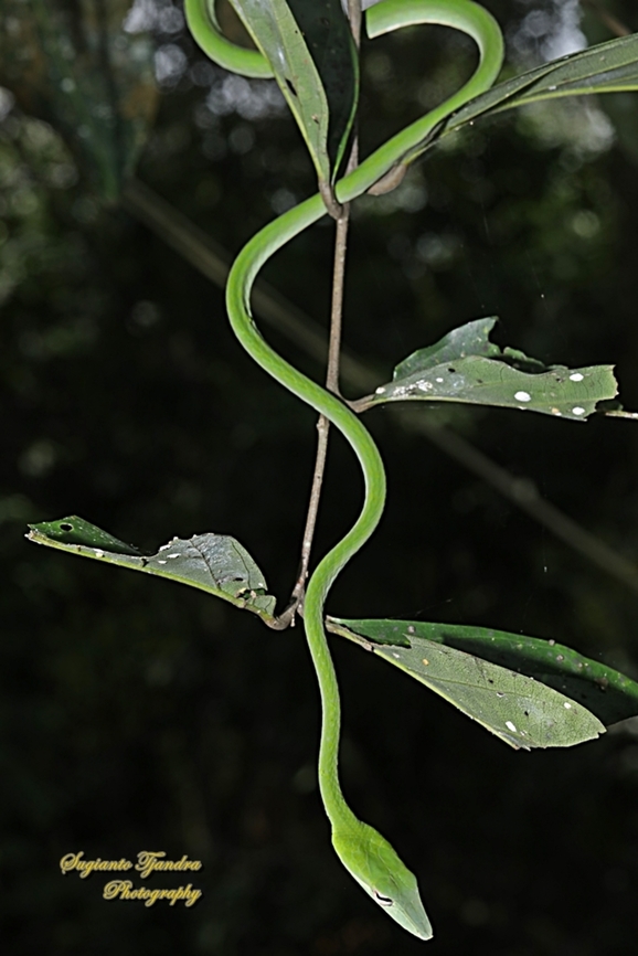 Oriental whip-snake, Ahaetulla prasina  Ahaetulla prasina,Geotagged,Indonesia,Oriental whipsnake,Spring
