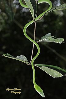 Oriental whip-snake, Ahaetulla prasina  Ahaetulla prasina,Geotagged,Indonesia,Oriental whipsnake,Spring