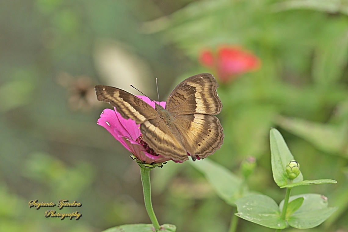 The Chocolate Pansy Butterfly, Junonia Iphita  Chocolate soldier,Geotagged,Indonesia,Junonia iphita,Spring